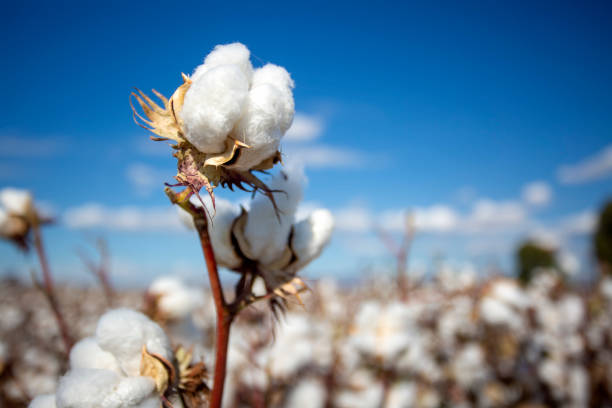 Why Choose Organic Cotton…